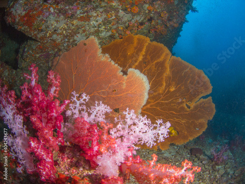 Gorgonian seafans and Carnation tree corals (Mergui archipelago, Myanmar)