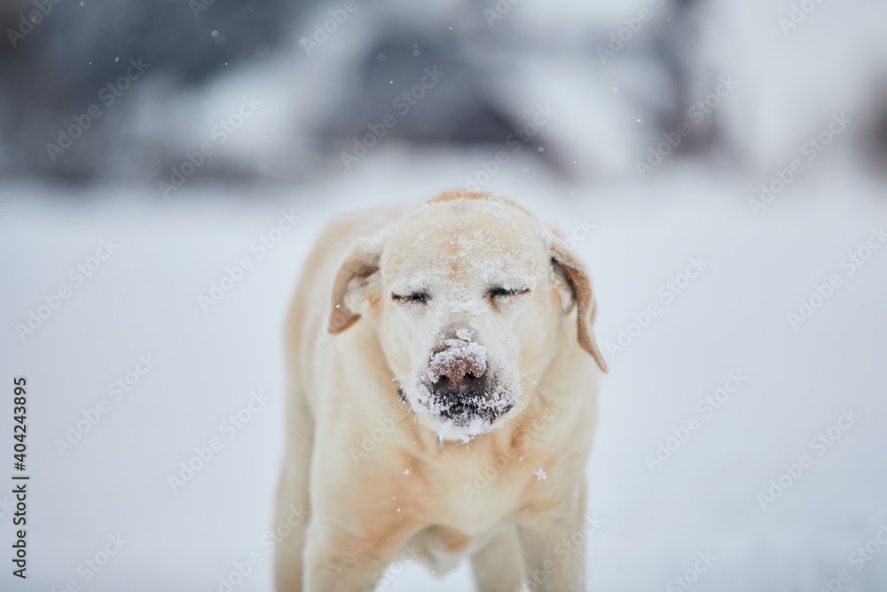 Frosty snout of labrador retriever. Cute portrait dog in winter nature. 