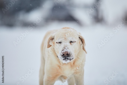 Frosty snout of labrador retriever. Cute portrait dog in winter nature. 