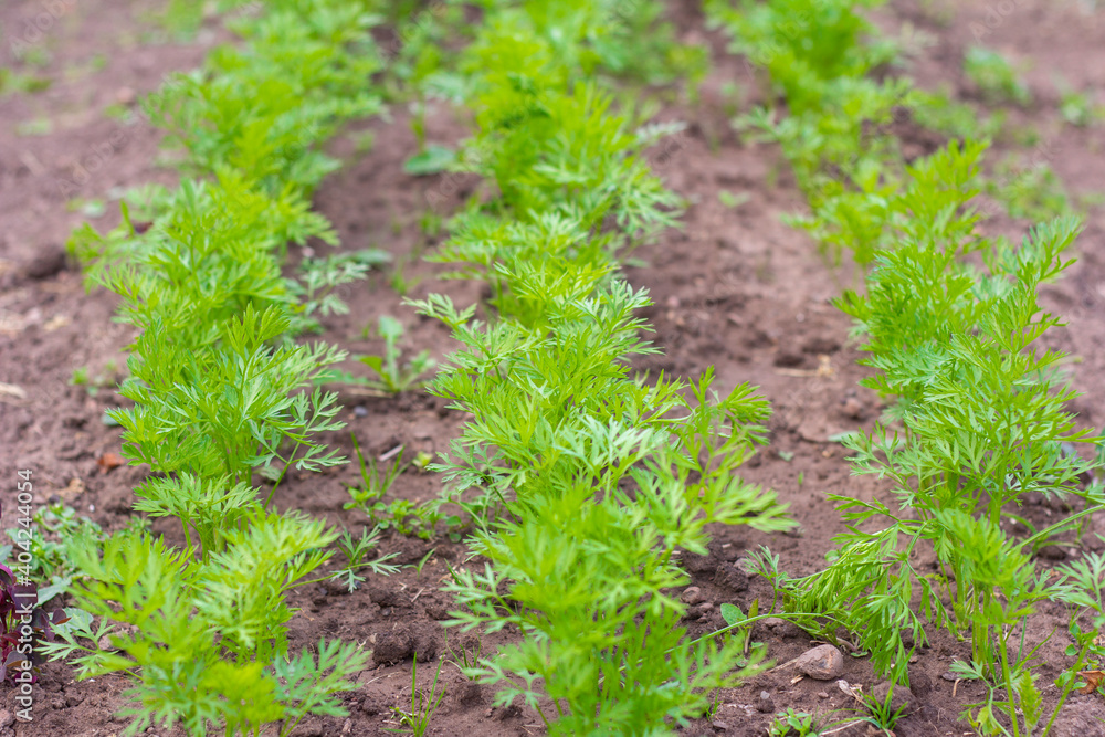 Young organic carrots grow in rows in the garden. Young organic carrots grow in rows in the garden.