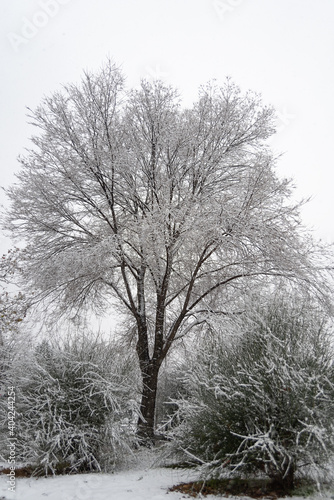 trees under the snow in madrid