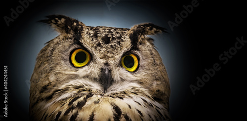 A close look of the yellow eyes of a horned owl on a panoramic dark background.