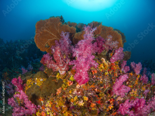 Colorful coral bommie (Mergui archipelago, Myanmar)