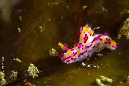 Colorful nudibranch crawling on coral reef 