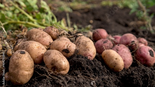 Agriculture. Farming. Fresh harvest  potatoes. Tubers with grass lie on the ground.