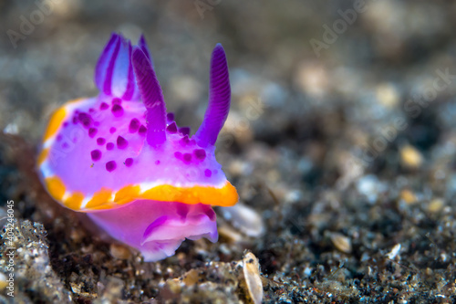 Colorful nudibranch crawling on coral reef 