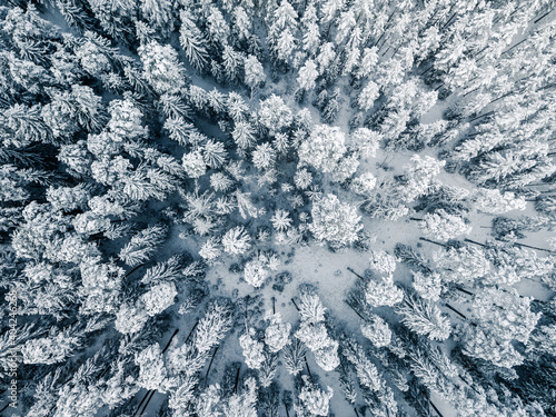Fresh Snow Covering Tree Tops - Aerial Drone Photo