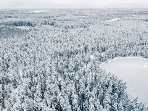 Aerial View of Winter Forest Covered in Snow © Reinholds