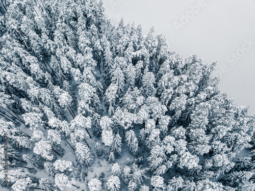 Fresh Snow Covering Tree Tops - Aerial Drone Photo