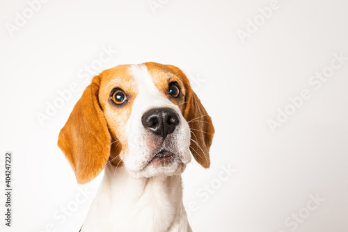 Dog headshoot isolated against white background. Beagle dog closeup. © Przemyslaw Iciak