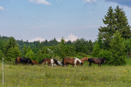 horses in the meadow © Amer