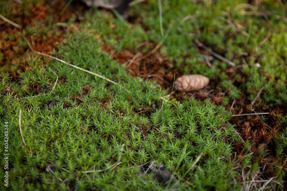 nature nature