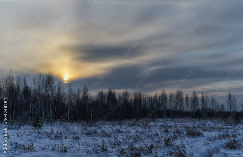 sunset in the forest. the yellow sun of an interesting elongated shape is a solar pillar. the sky in the clouds. birches lined up in a row and snow-covered land with grass. winter evening sunset in the forest. the yellow sun of an interesting elongated shape is a solar pillar. the sky in the clouds. birches lined up in a row and snow-covered land with grass. winter evening