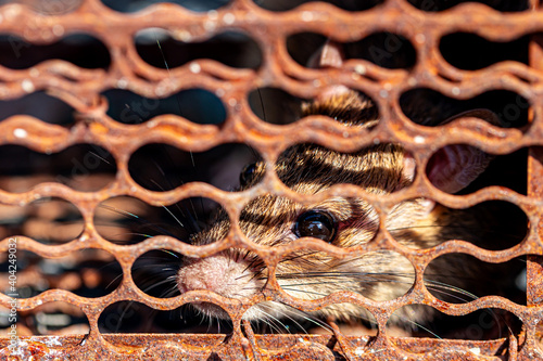 Brown Rat in a cage
 photo