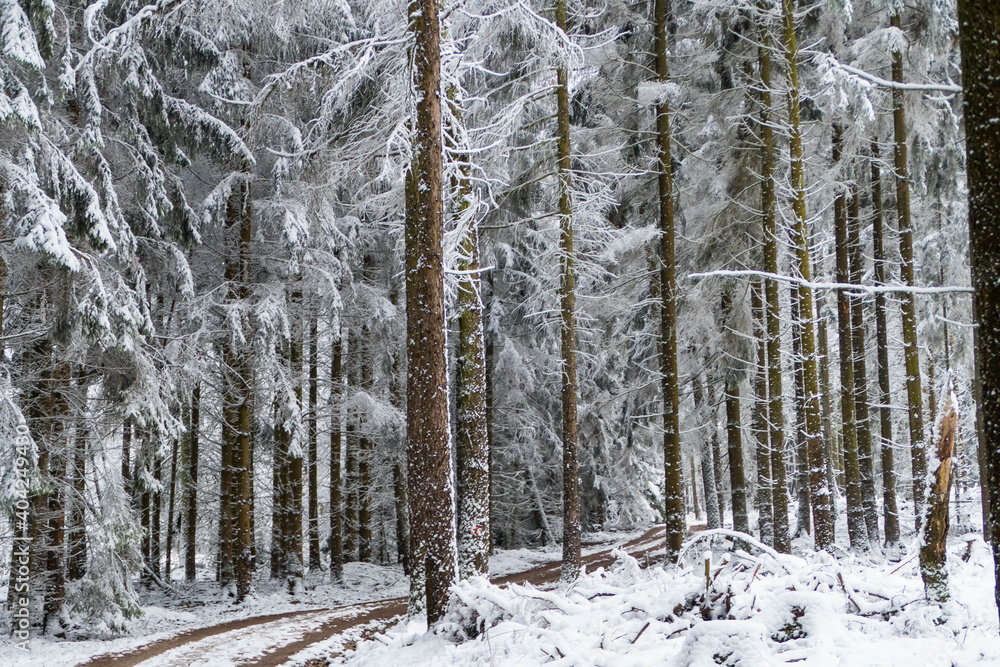 Fototapeta premium Weg durch winterlichen Märchenwald