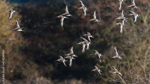 Black-tailed Godwit, Limosa limosa in the flight in environment © Maciej Olszewski