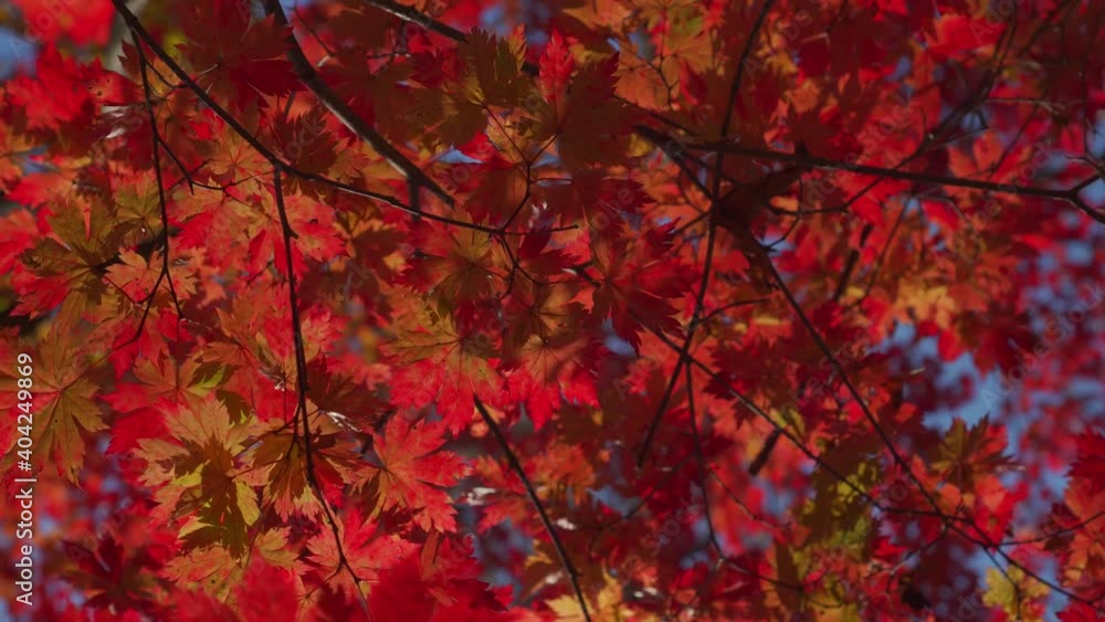 America Canada red beautiful maples autumn forest trees. Leaves swaying in wind. Best natural landscape details. Yellow sun shines through leaves. Japan country symbol plant. Flora. Gimbal footage America Canada red beautiful maples autumn forest trees. Leaves swaying in wind. Best natural landscape details. Yellow sun shines through leaves. Japan country symbol plant. Flora. Gimbal footage