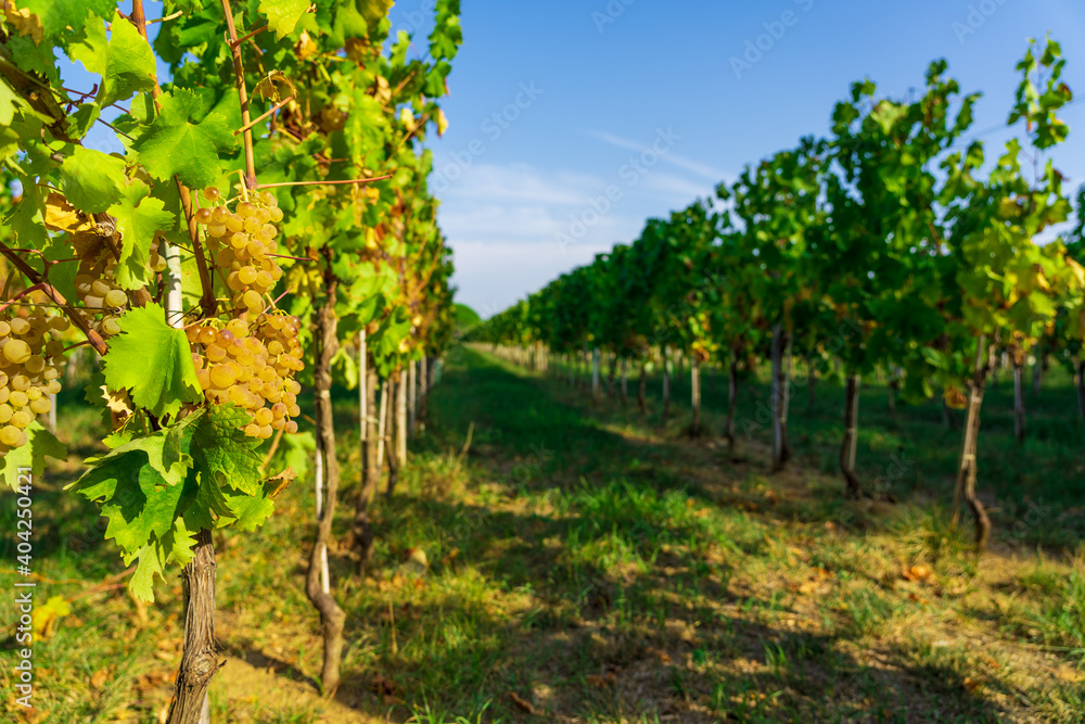 Autumn vineyard in Tuscany, Italy 