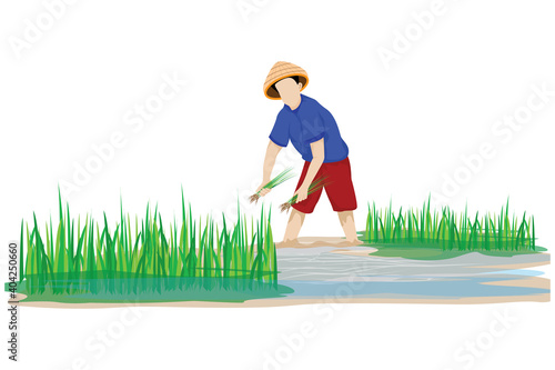 farmer pull small rice plant seeding in paddy field vector design