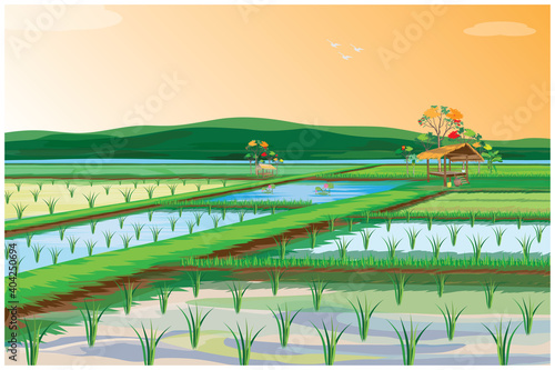 rice plant in paddy field vector design Fototapet