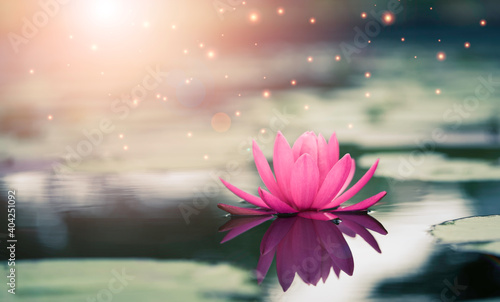 Beautiful pink water lily or lotus with sunlight in the pond.