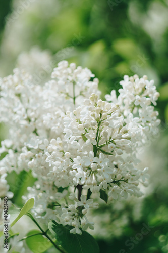 Small white spring flowers on a background of green foliage