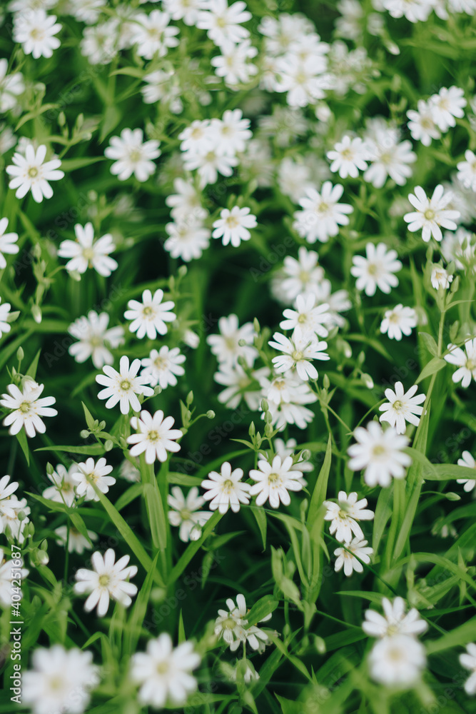 Small white spring flowers on a background of green foliage Small white spring flowers on a background of green foliage