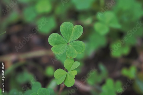 clover in the forest