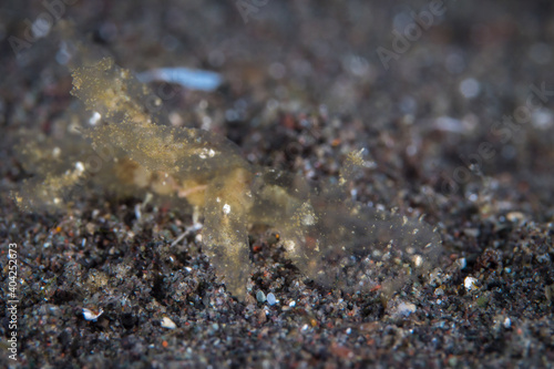 Ghost melibe crawling on muck diving site - elibe engeli.