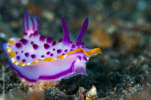 Photos Purple mexichromis nudibranch