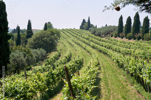 rows of vines in the Valpolicella area