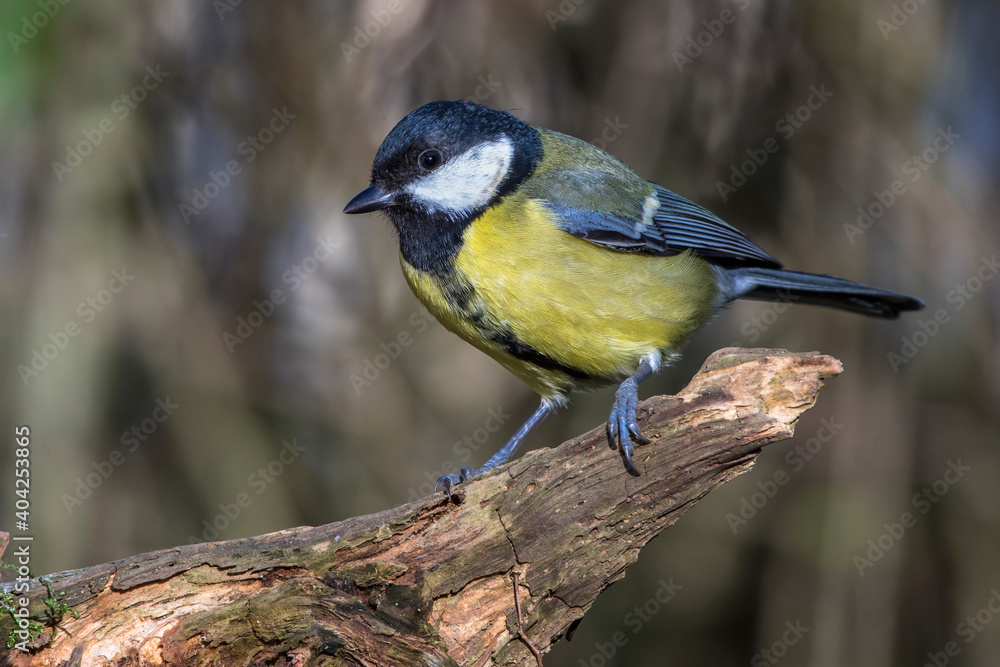 Kohlmeise (parus major)