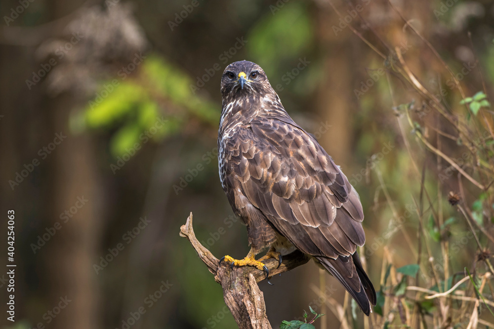 Mäusebussard (Buteo buteo) Mäusebussard (Buteo buteo)