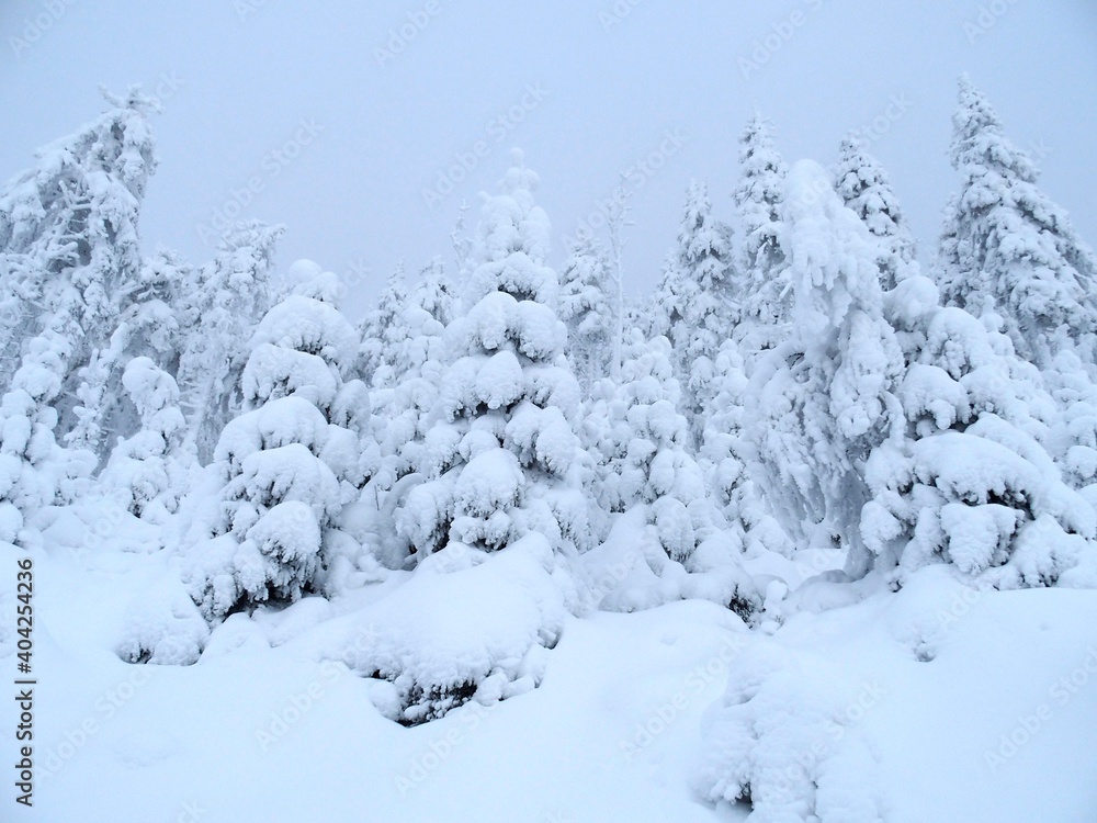 snow covered trees snow covered trees