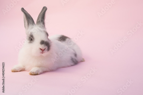 rabbit isolate on pink background