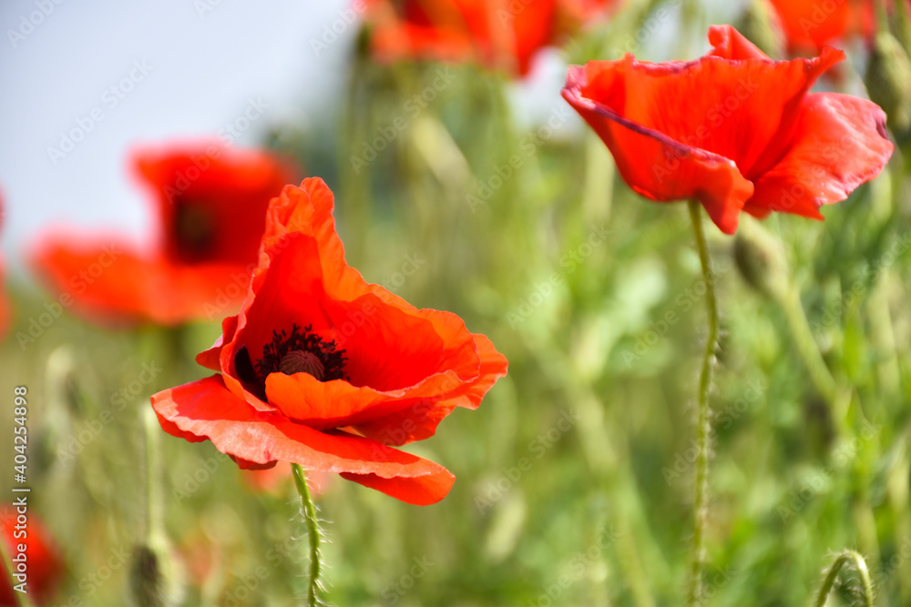 Naklejka premium One poppy flower in focus