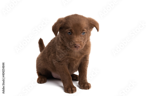 chestnut puppy isolated