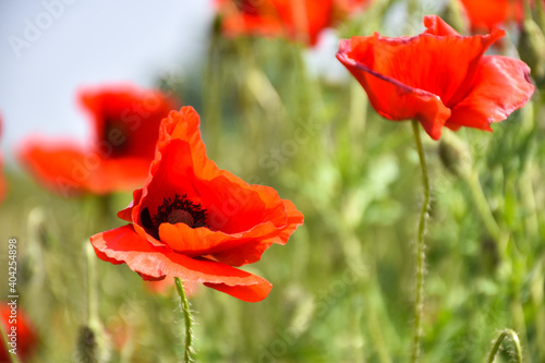 One poppy flower in focus