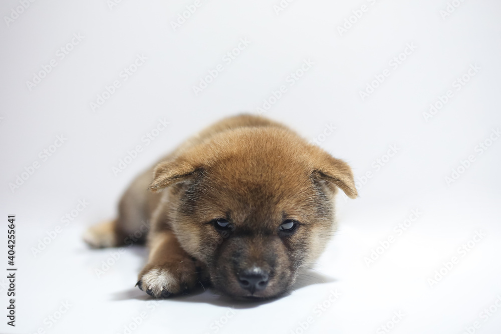 A Shiba Inu puppy sleeping on a white background.