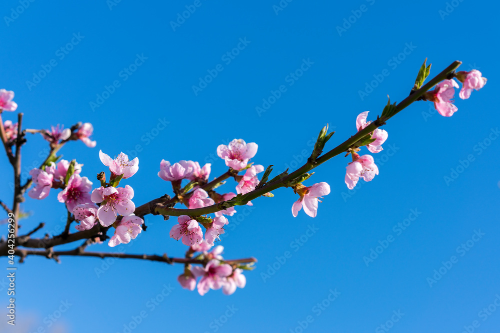 Peach blossom on the tree. closeup of peach pink flowers in bloom isolated against blue sky background with copy space. delicate pink flower on a branch against the blue sky, place for text Peach blossom on the tree. closeup of peach pink flowers in bloom isolated against blue sky background with copy space. delicate pink flower on a branch against the blue sky, place for text