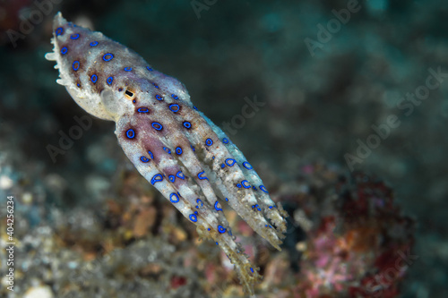 Blue ringed octopus on coral reef - Hapalochlaena photo
