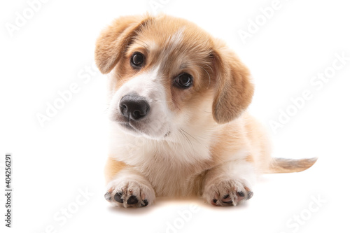 corgi puppy isolated