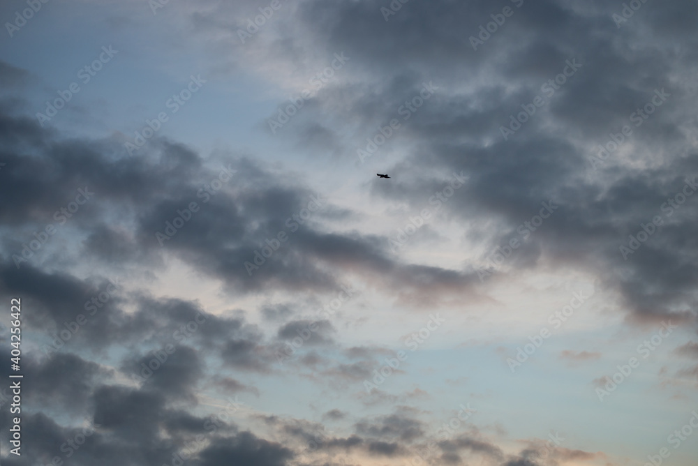 View of bird silhouette flying on cloudy sky on sunset background View of bird silhouette flying on cloudy sky on sunset background