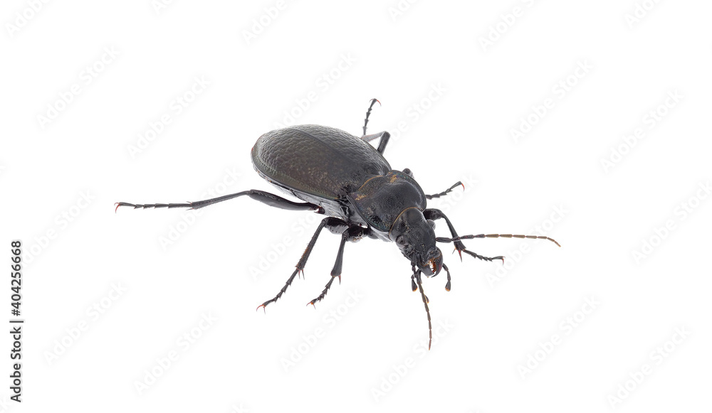 Beetle isolated on white background, Carabus rossii Beetle isolated on white background, Carabus rossii