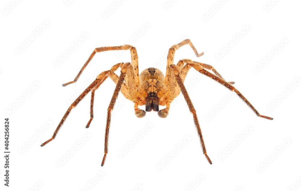 Spiny false wolf spider isolated on white background, Zoropsis spinimana Spiny false wolf spider isolated on white background, Zoropsis spinimana