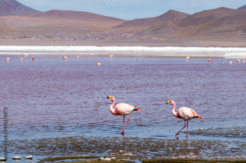 Flamingos im Wasser
