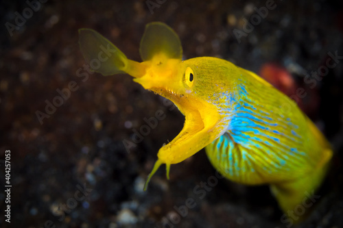  Blue and yellow ribbon eel - Rhinomuraena