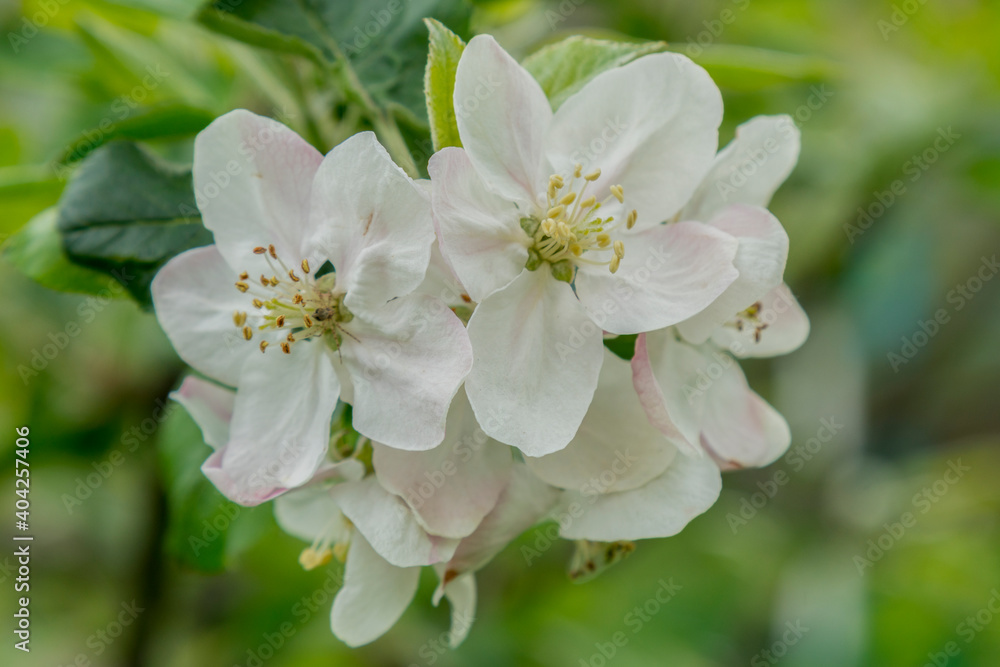 Spring Blossoms APPLE. Beautiful blooming apple trees in spring park close up. Flowering Apple tree, close-up Spring Blossoms APPLE. Beautiful blooming apple trees in spring park close up. Flowering Apple tree, close-up