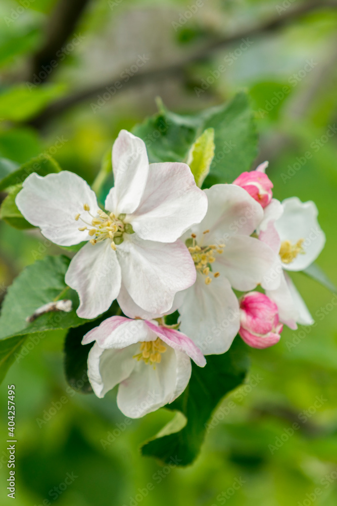 Spring Blossoms APPLE. Beautiful blooming apple trees in spring park close up. Flowering Apple tree, close-up. vertical photo
