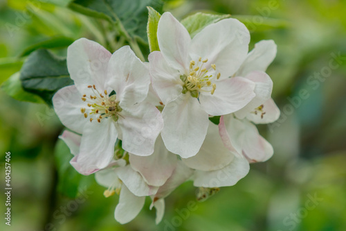 Spring Blossoms APPLE. Beautiful blooming apple trees in spring park close up. Flowering Apple tree  close-up